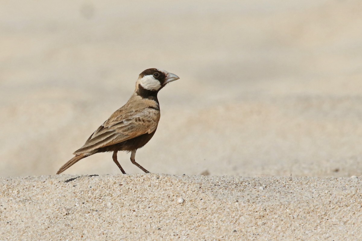Black-crowned Sparrow-Lark - ML91709841