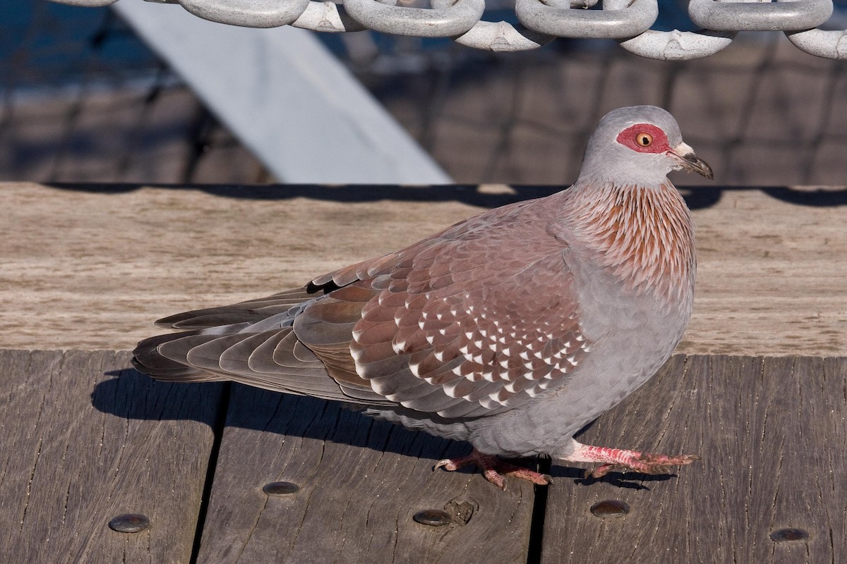 Speckled Pigeon - Eric VanderWerf