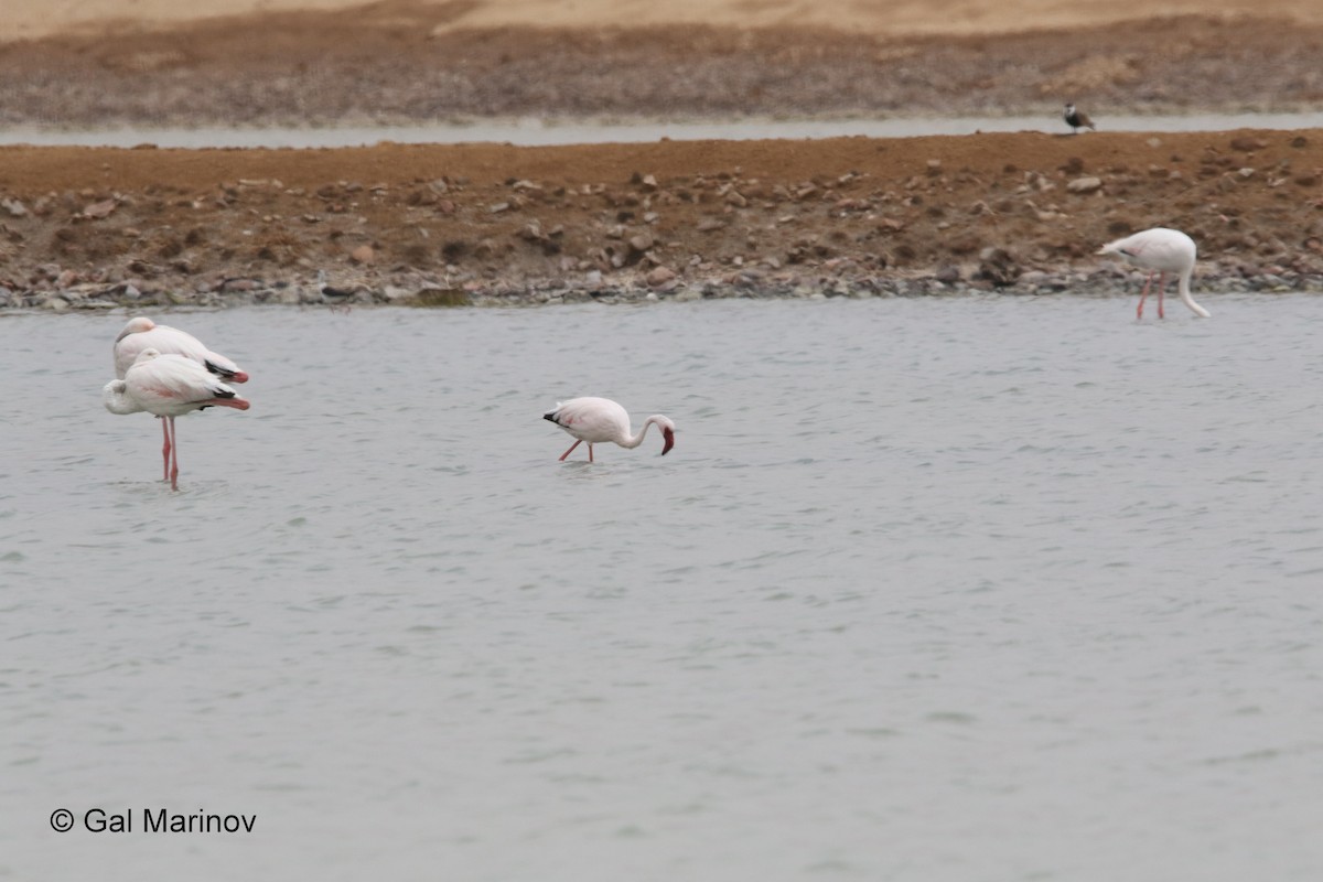 Lesser Flamingo - ML91711951