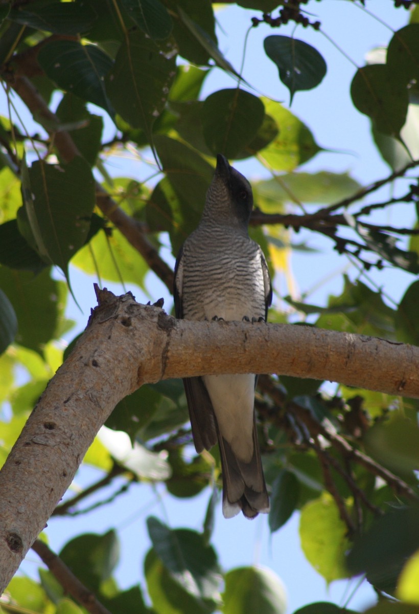 Large Cuckooshrike - Raju Kasambe