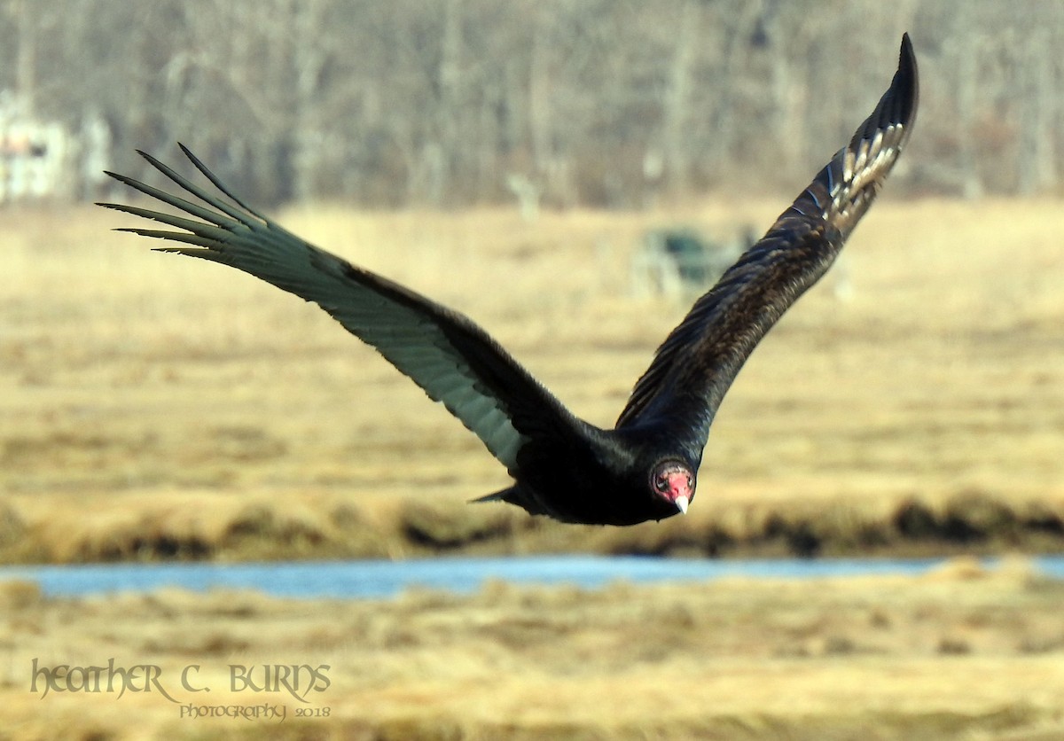 Turkey Vulture - Heather Burns