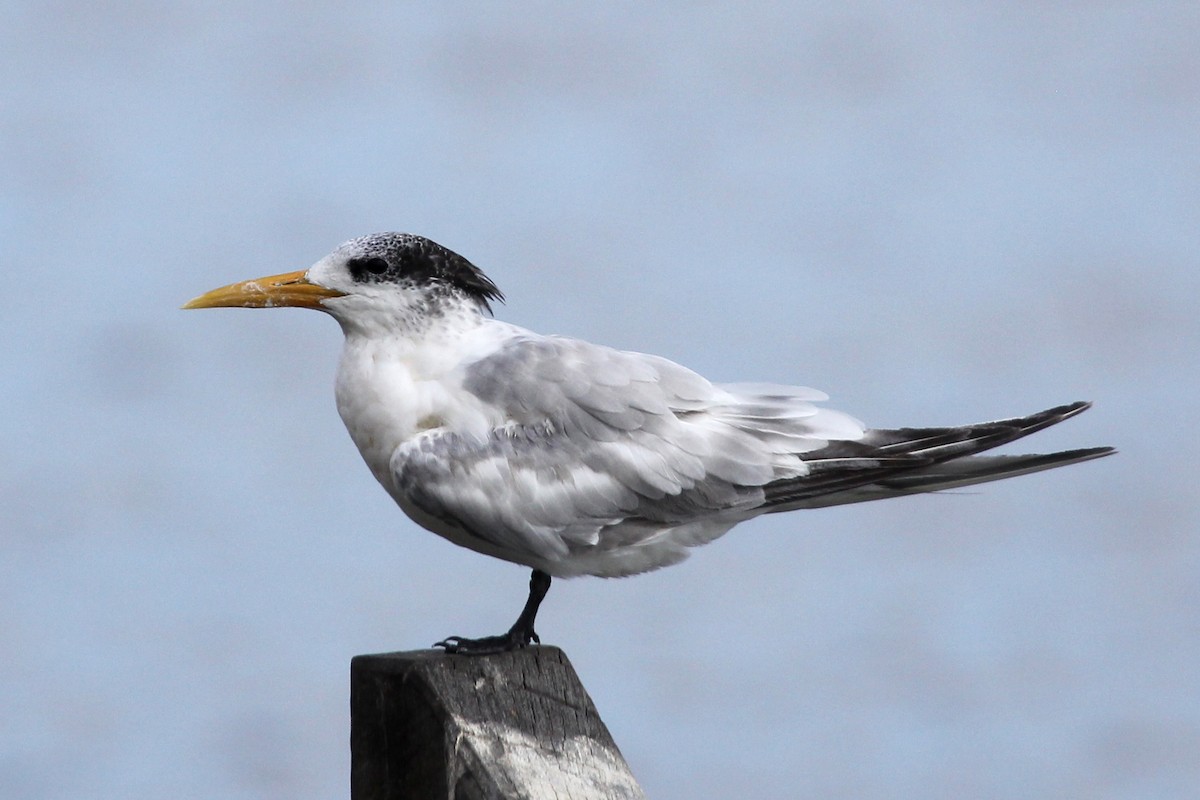Great Crested Tern - ML91716561