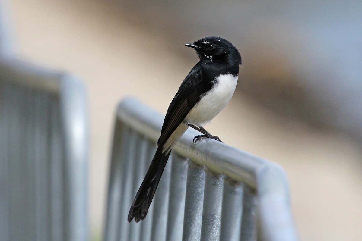 Willie-wagtail - ML91716581