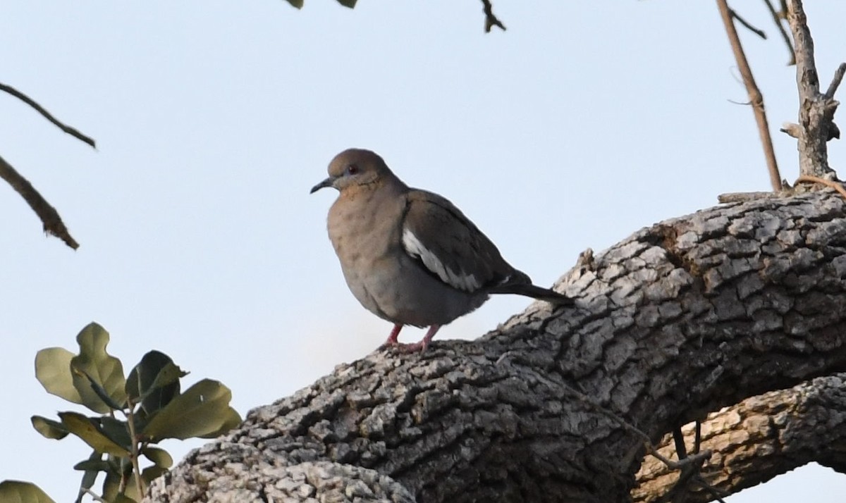 White-winged Dove - ML91719121