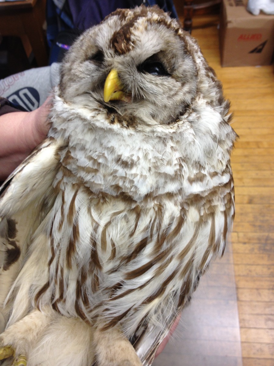 Barred Owl - ML91721481