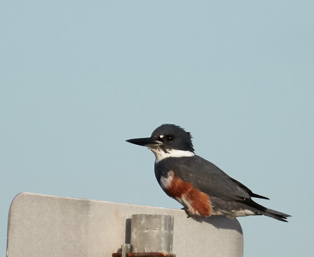 Belted Kingfisher - ML91723511