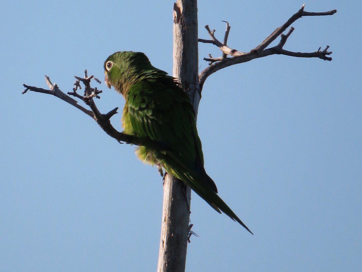 Olive-throated Parakeet (Aztec) - Ron Batie