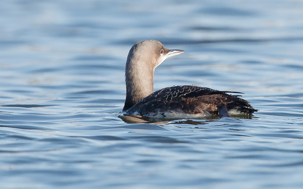 Pacific Loon - Mike Cameron