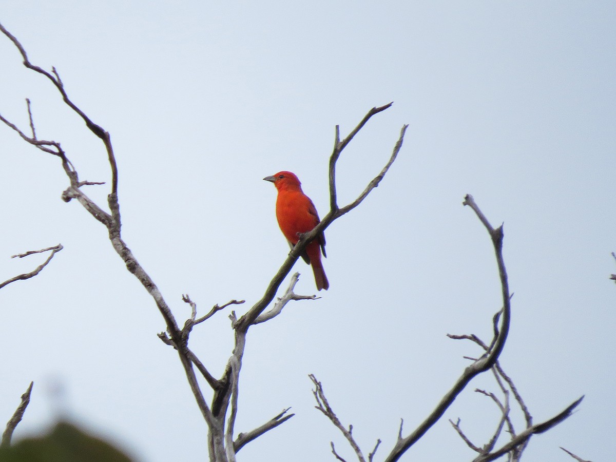 Hepatic Tanager - ML91730441