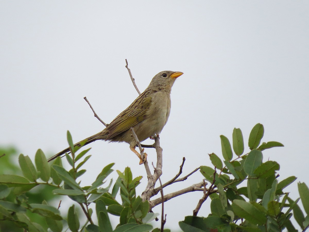 Wedge-tailed Grass-Finch - ML91730491