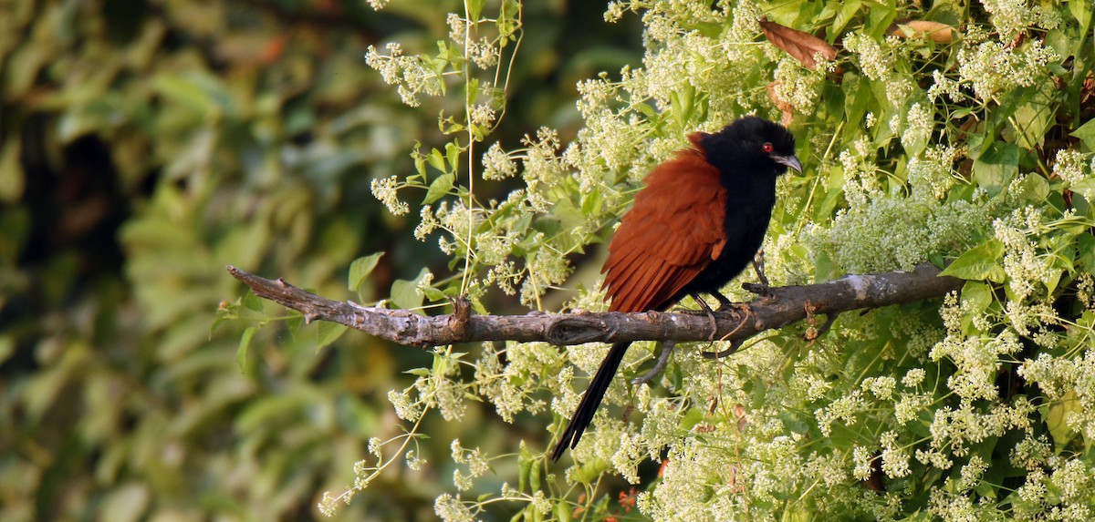 Greater Coucal - ML91734081