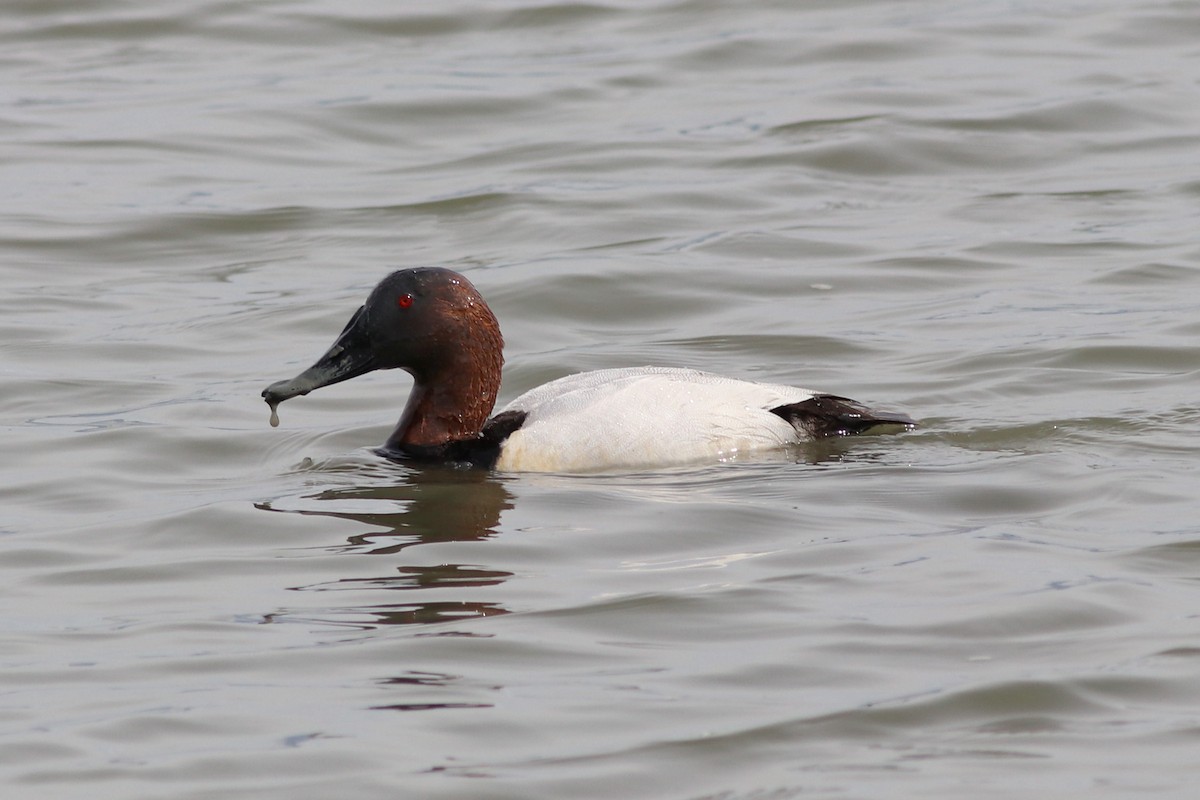 Canvasback - J Tanner