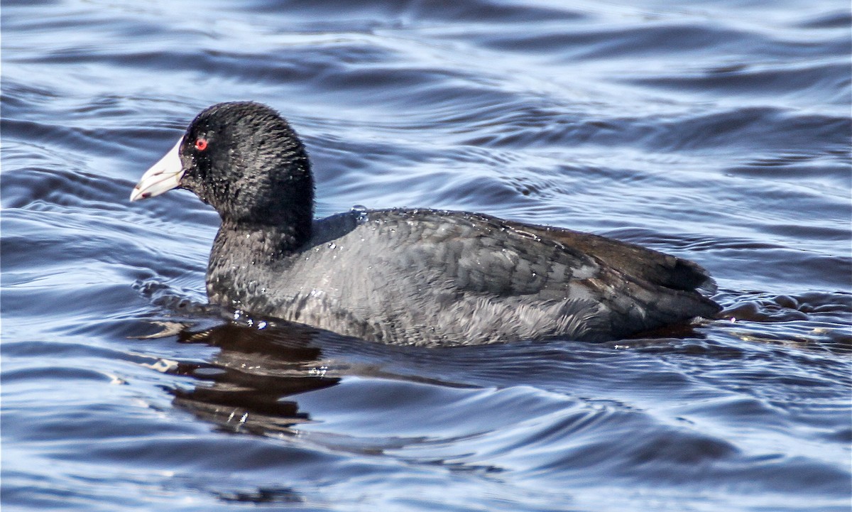 American Coot (Red-shielded) - ML91735081