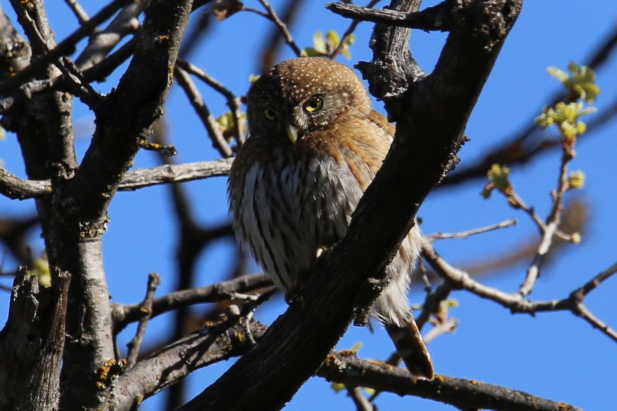 Northern Pygmy-Owl - ML91735881