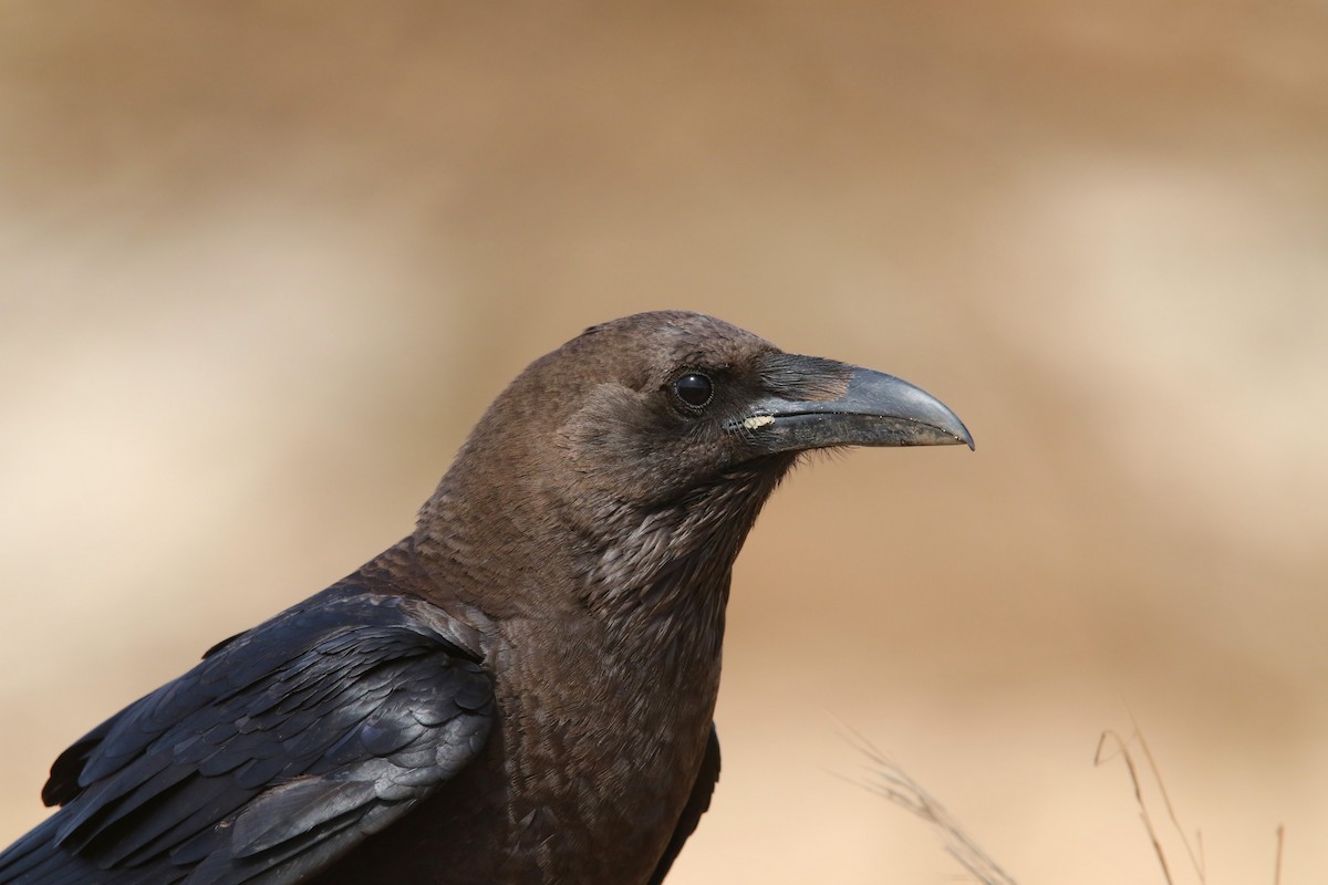 Brown-necked Raven - ML91736181