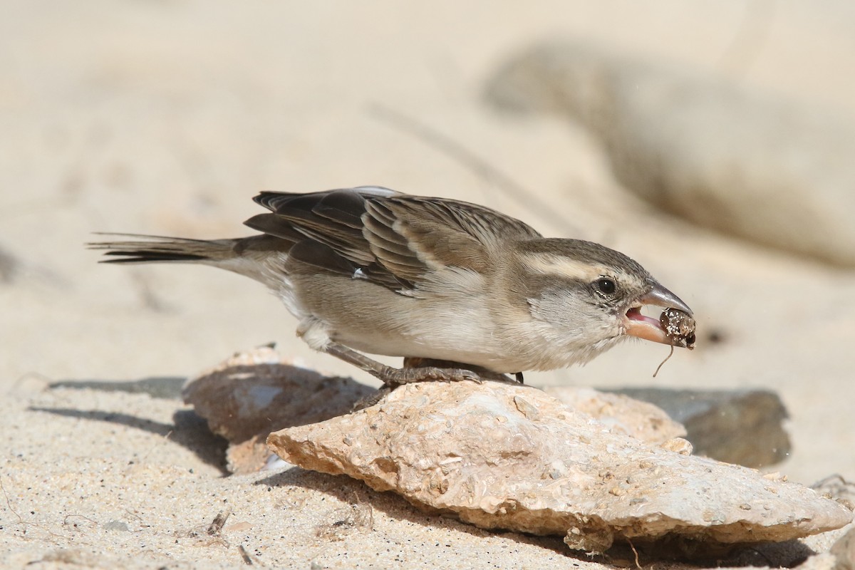 Cape Verde Sparrow - Volker Hesse