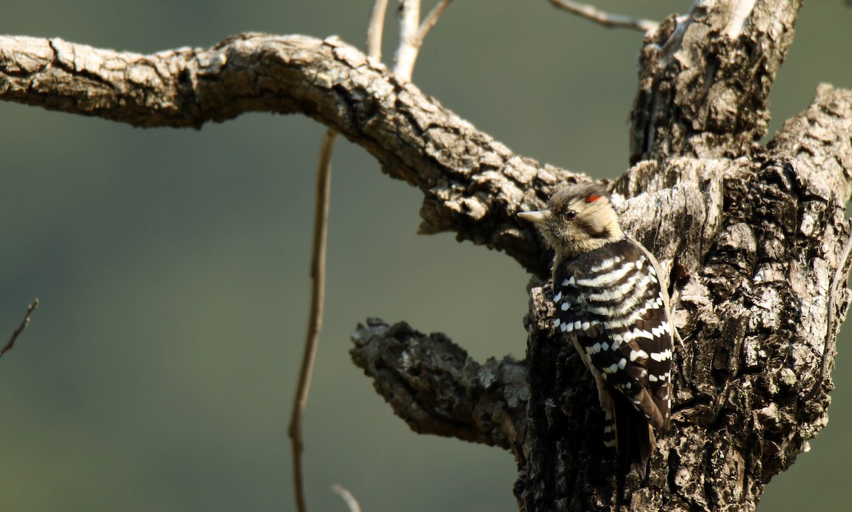 Gray-capped Pygmy Woodpecker - Paras Raj Bora