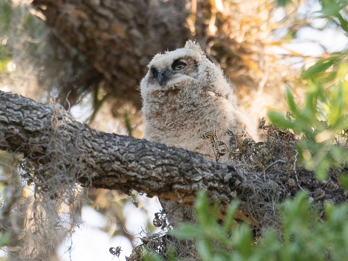 Great Horned Owl - ML91740201