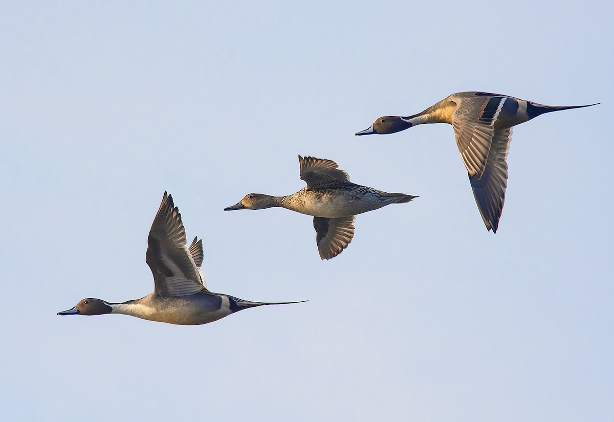 Northern Pintail - Jerry Ting