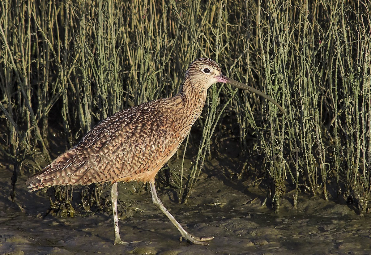 Long-billed Curlew - ML91742401