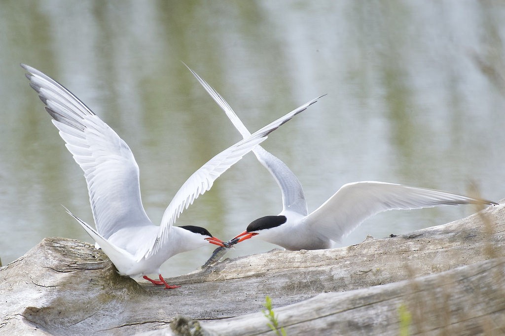 Common Tern - Owen Strickland
