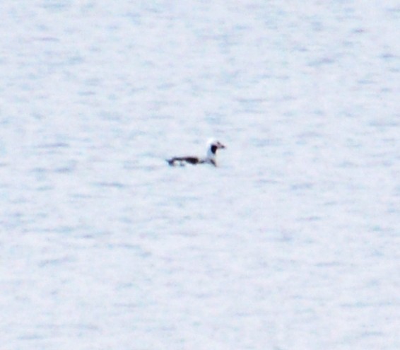 Long-tailed Duck - ML91746841