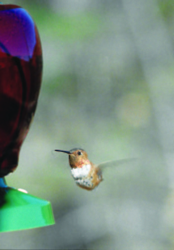 Rufous Hummingbird - Marcel Harnois