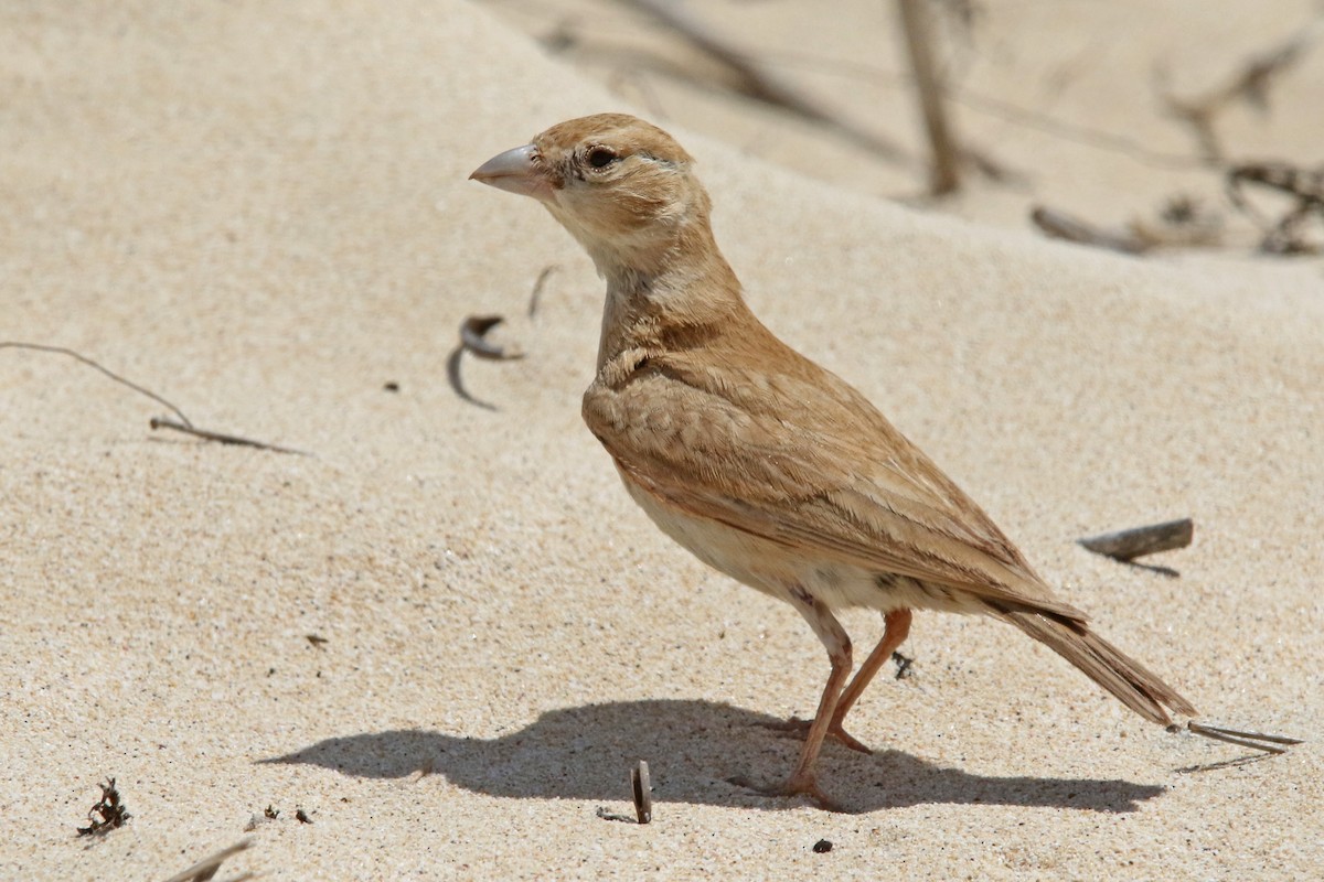 Black-crowned Sparrow-Lark - Volker Hesse
