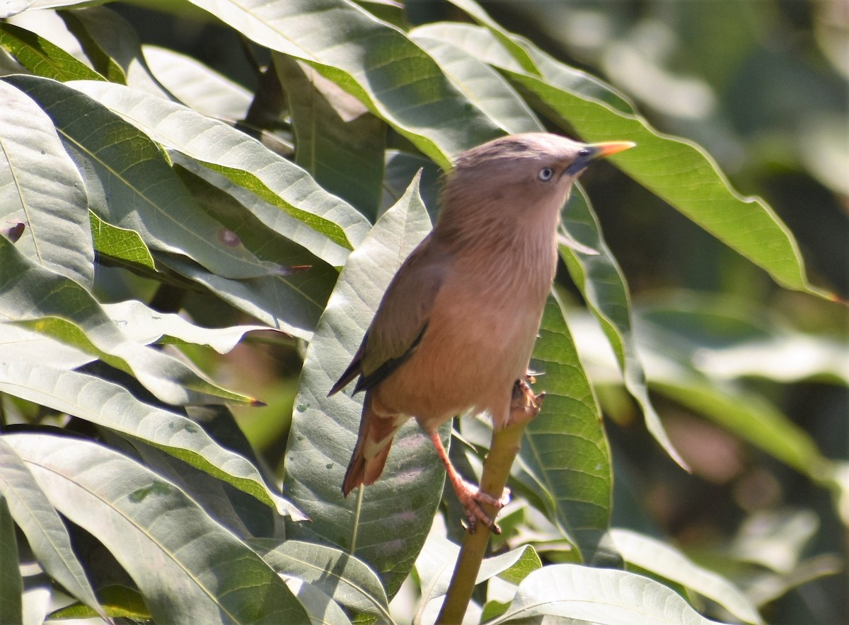 Chestnut-tailed Starling - S M  SUNDARAM