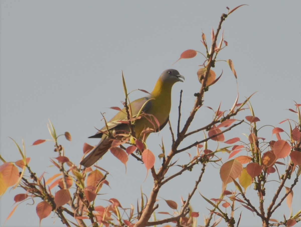 Yellow-footed Green-Pigeon - ML91749341