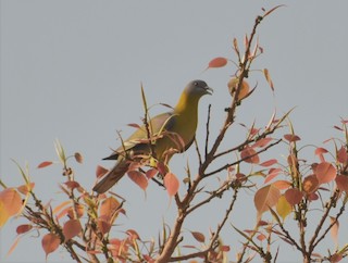 Yellow-footed Green-Pigeon, ML91749341