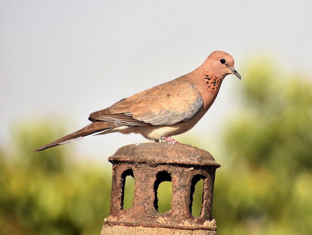 Laughing Dove - ML91749651