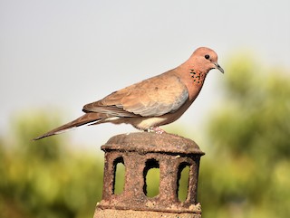 Laughing Dove, ML91749651