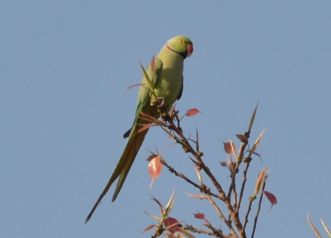 Rose-ringed Parakeet - S M  SUNDARAM
