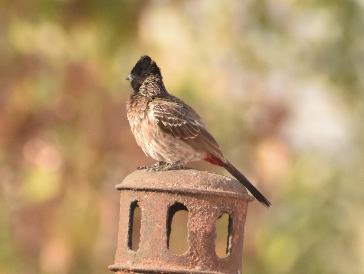 Red-vented Bulbul - ML91750351