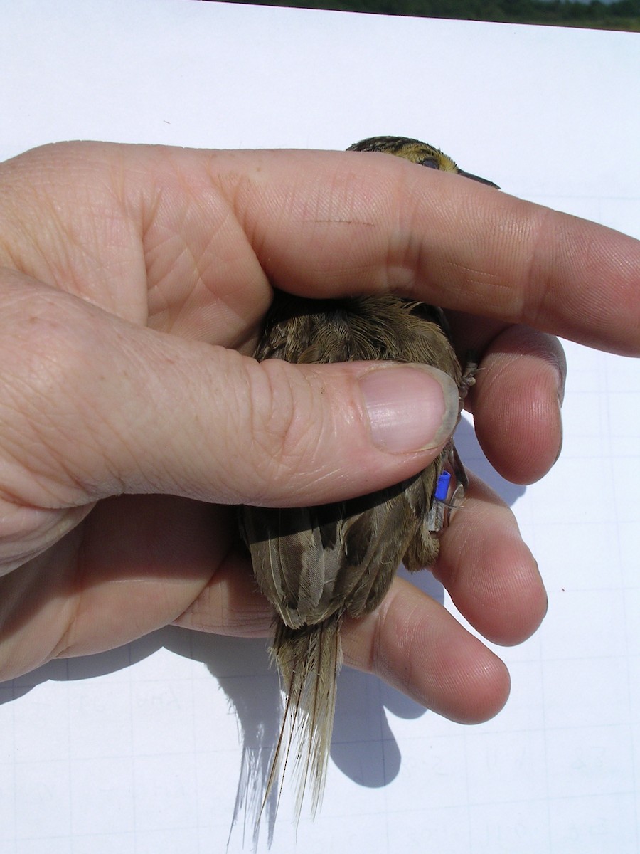 Saltmarsh Sparrow - Chris Elphick