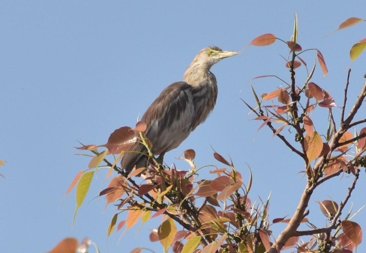 Indian Pond-Heron - S M  SUNDARAM