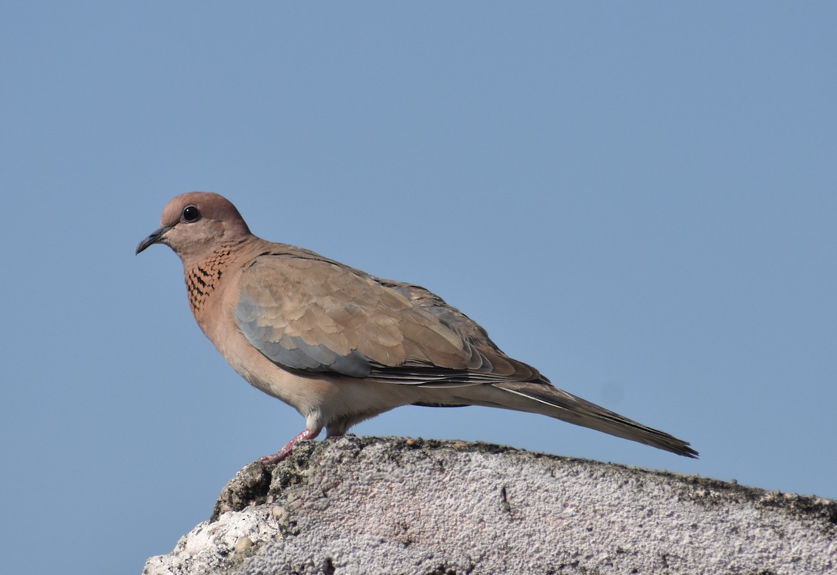 Laughing Dove - ML91751271