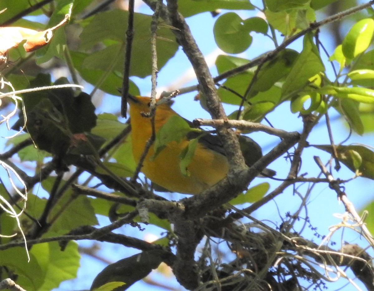 Prothonotary Warbler - Valentina Roumi