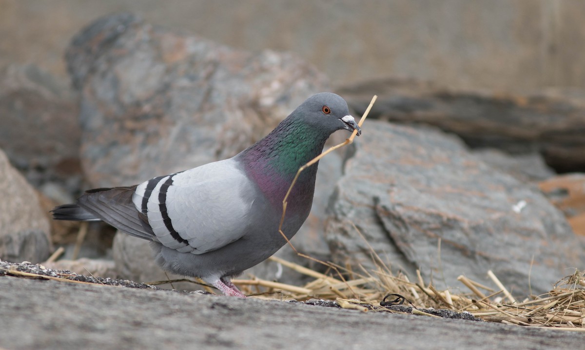 Rock Pigeon (Feral Pigeon) - ML91752511