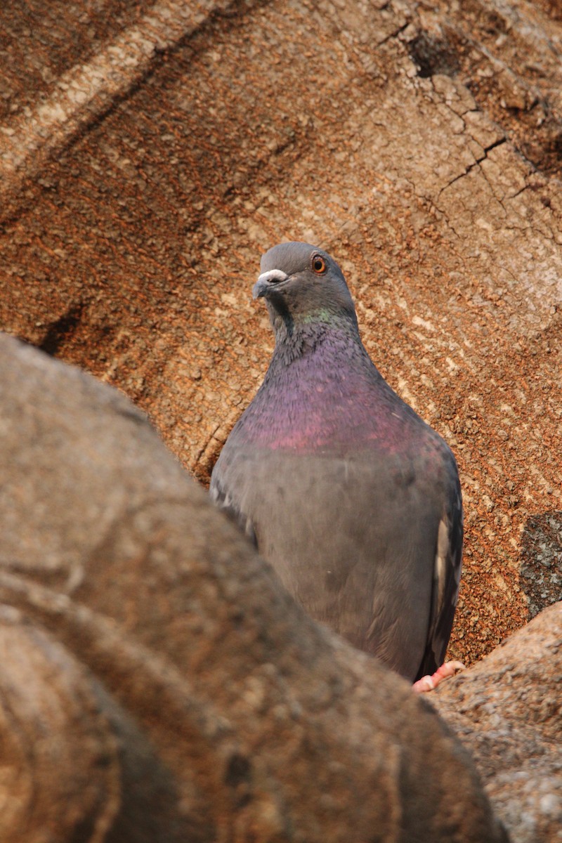 Rock Pigeon (Feral Pigeon) - Harshith JV
