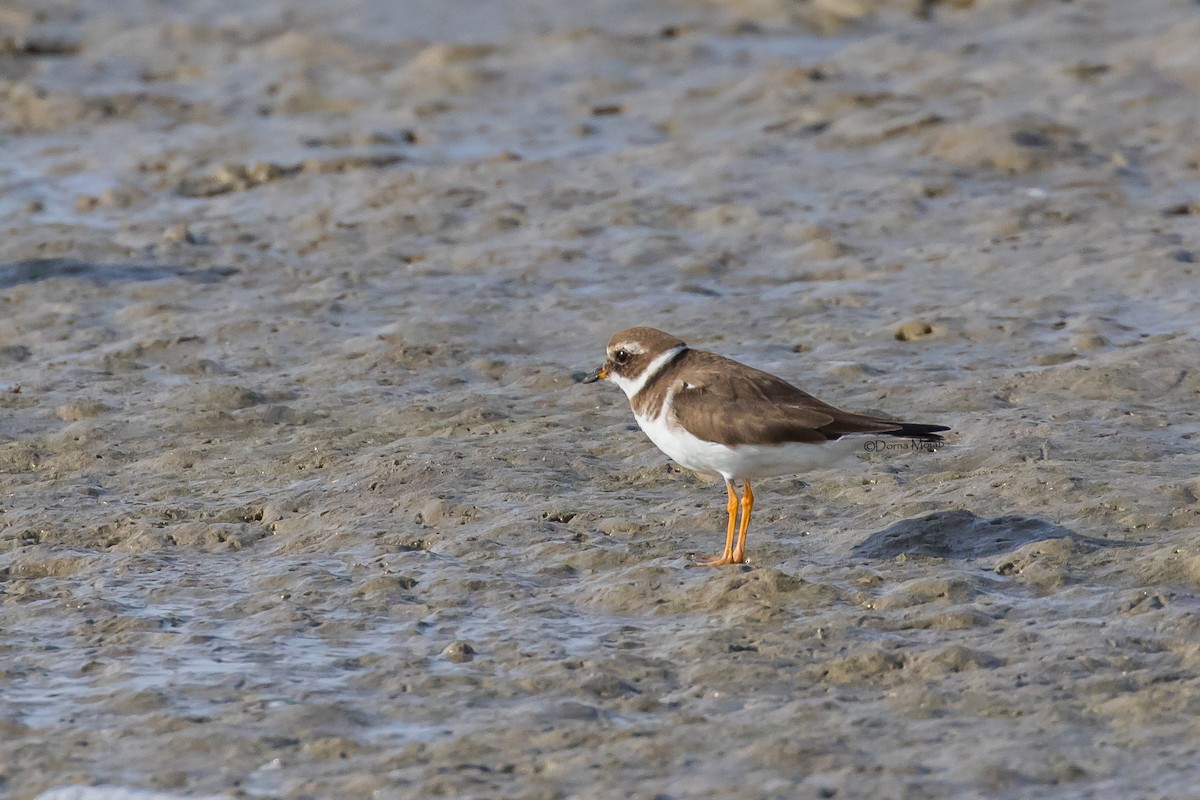 Common Ringed Plover - ML91762691