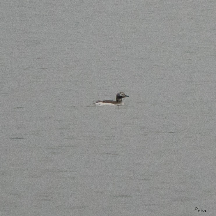 Long-tailed Duck - Chris Agee