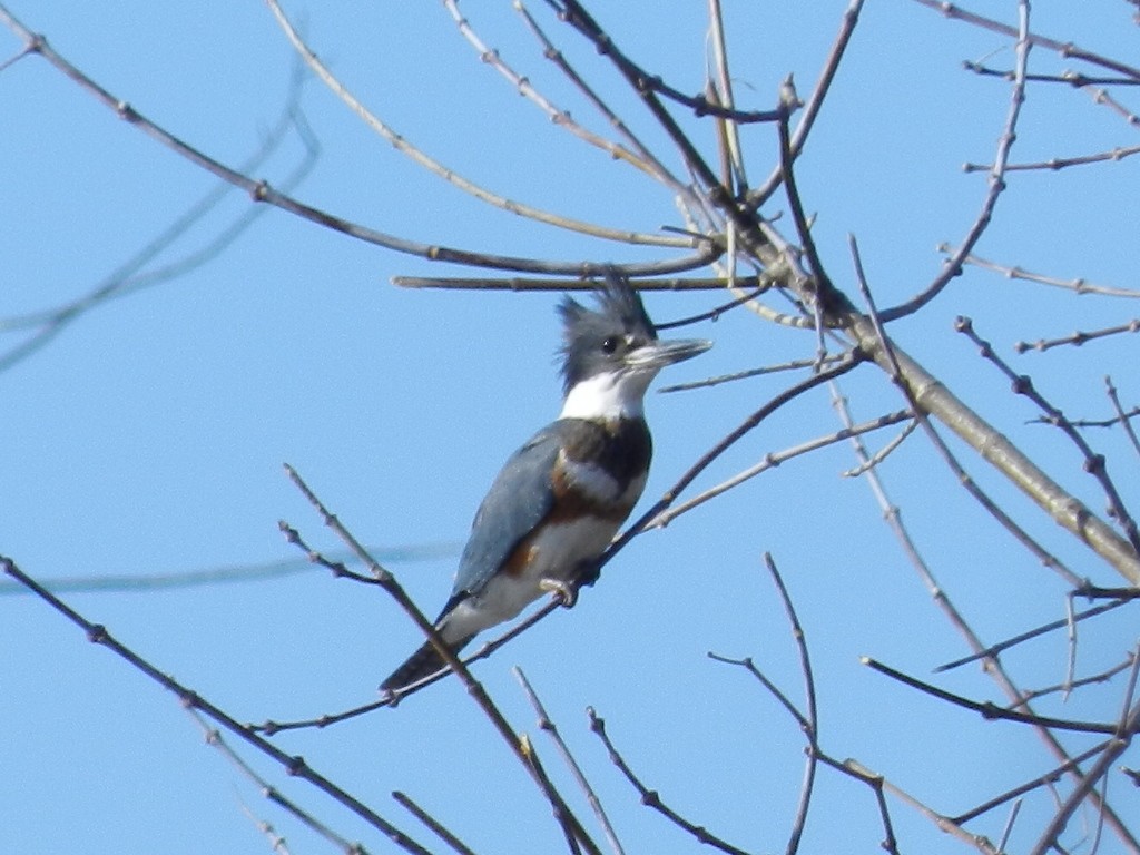 Belted Kingfisher - Michael Turso