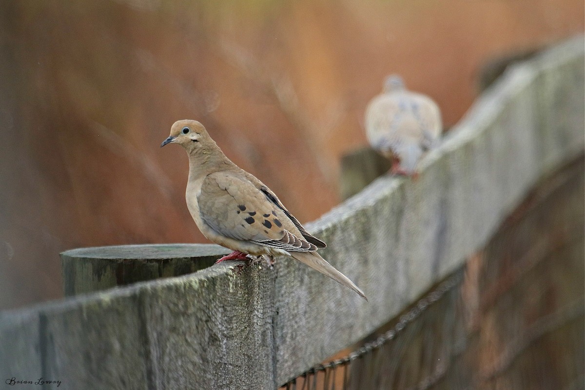 Mourning Dove - Brian Lowry