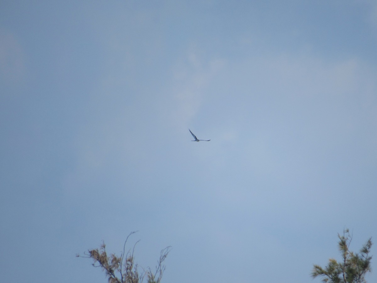 Swallow-tailed Kite - ML91777161