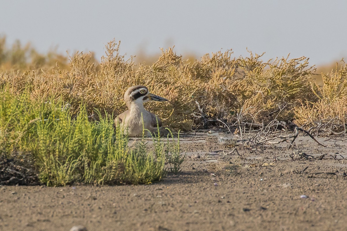 Great Thick-knee - ML91777241