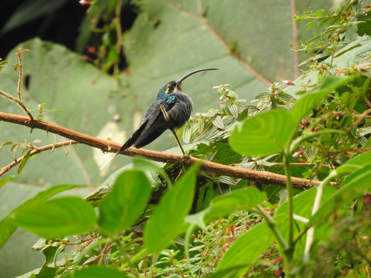 kolibřík šedobřichý - ML91785321