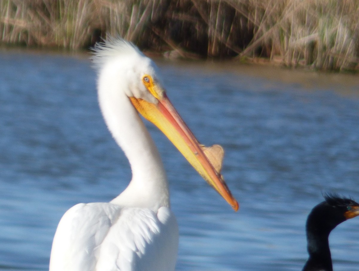 American White Pelican - Eugene Prewitt