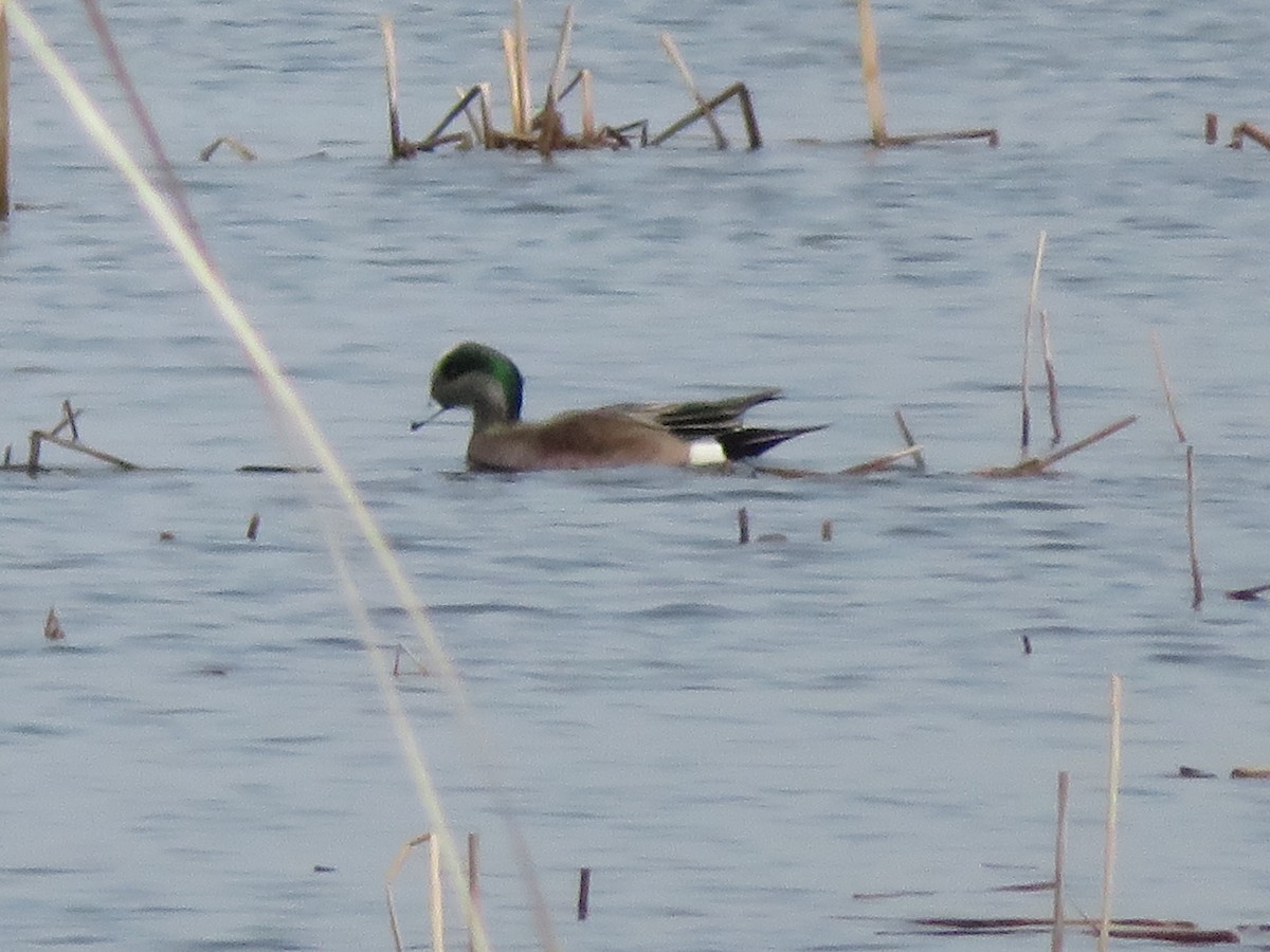 American Wigeon - Colette and Kris Jungbluth